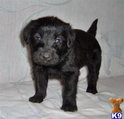 Labradoodle Puppies for Sale